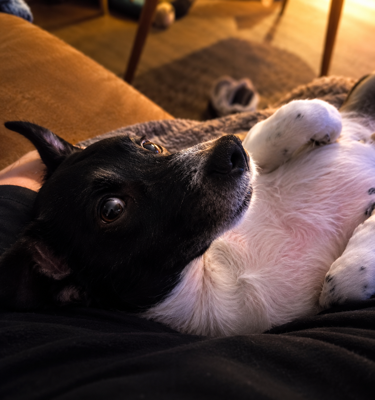 BuddySocial foto